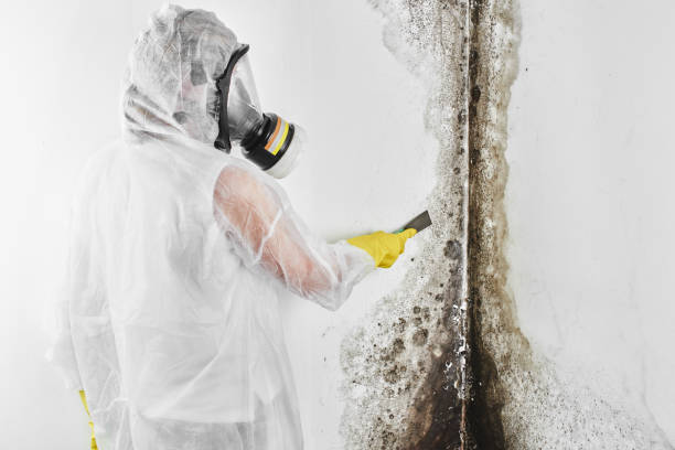 Best Mold Testing  in Franklin, VA