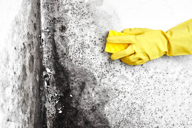 Best Best Mold Removal Companies  in Franklin, VA