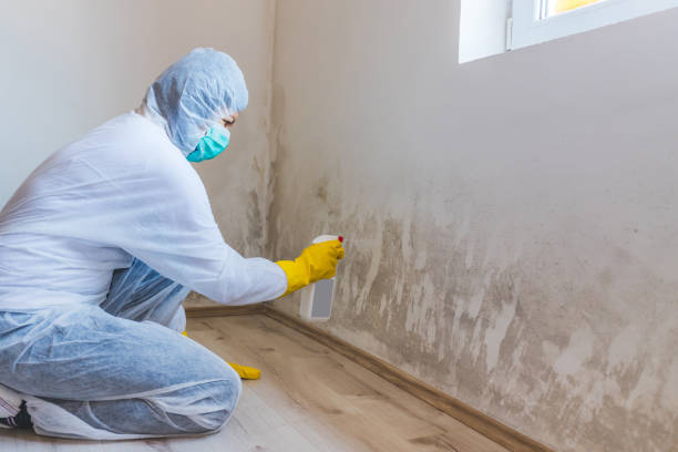 Best Commercial Mold Removal  in Franklin, VA