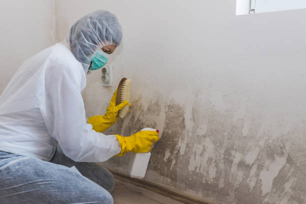 Best Mold Damage Repair  in Franklin, VA