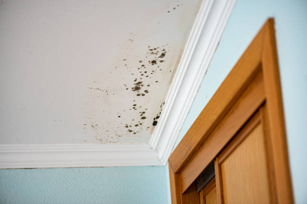 Best Local Mold Removal Service  in Franklin, VA