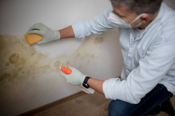 Office Mold Removal Services in Franklin, VA