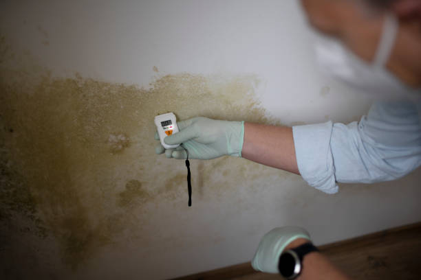 Best Fast Mold Removal  in Franklin, VA