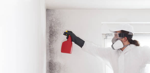 Best Office Mold Removal Services  in Franklin, VA