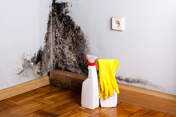 Best Office Mold Removal Services  in Franklin, VA
