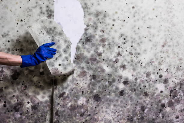 Best Commercial Mold Removal  in Franklin, VA