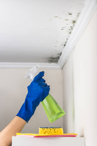 Best Best Mold Removal Companies  in Franklin, VA
