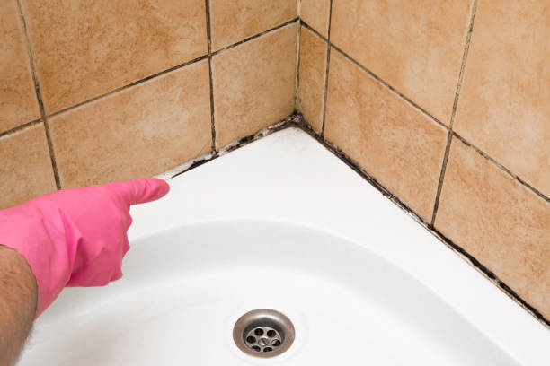 Best Mold Removal Near Me  in Franklin, VA